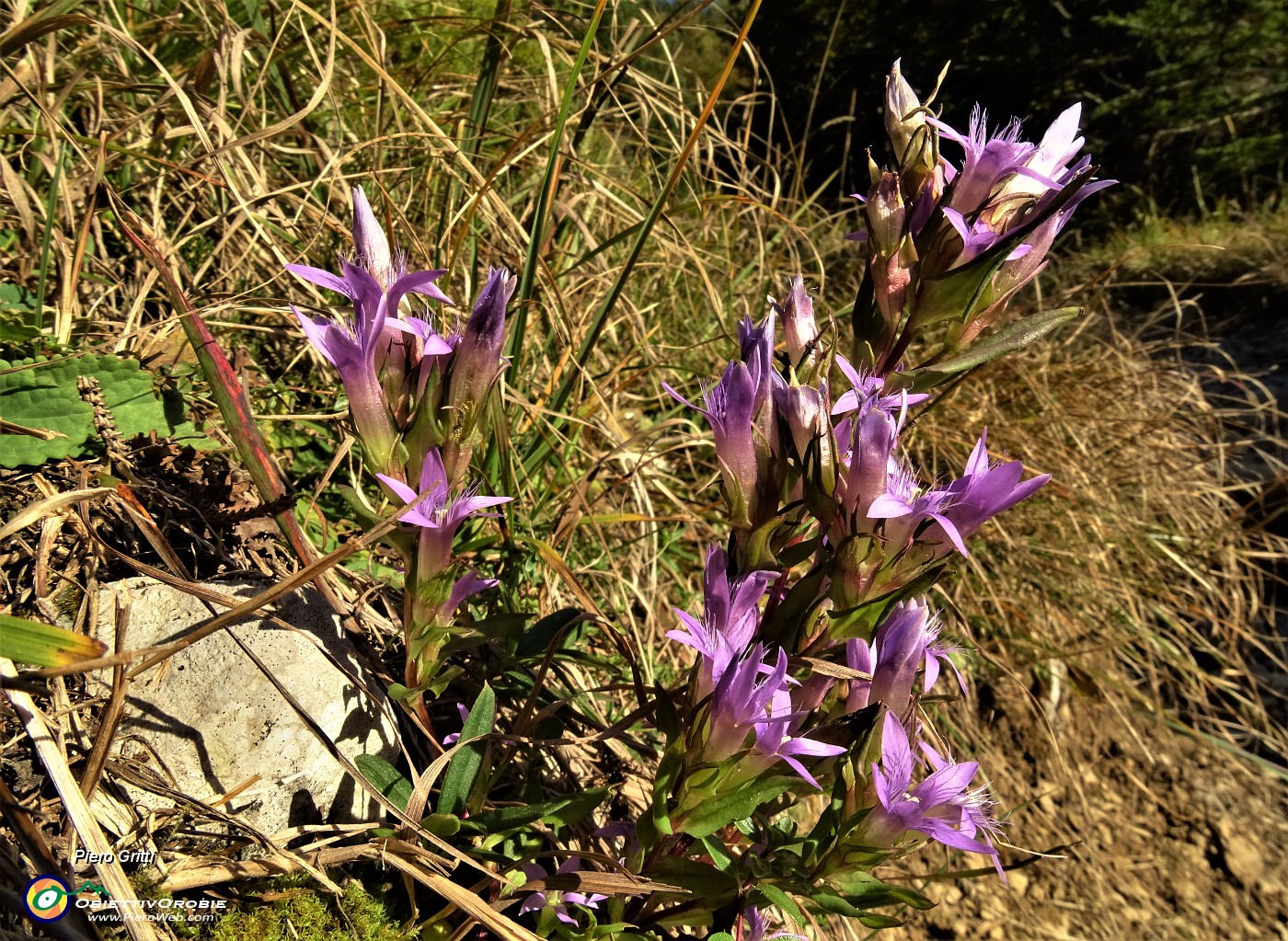 86 Genzianella germanica (Gentianella germanica).JPG